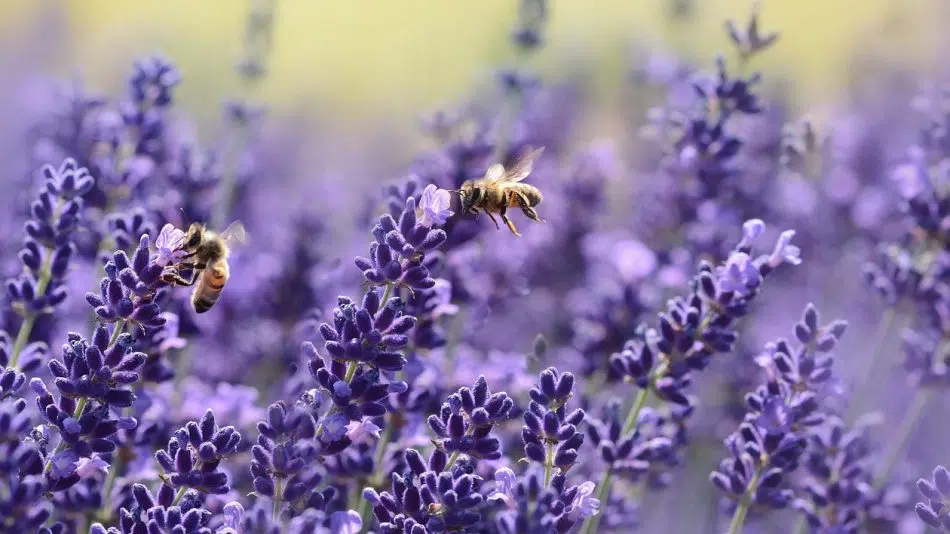 Comment choisir les fleurs de lavande pour son mariage